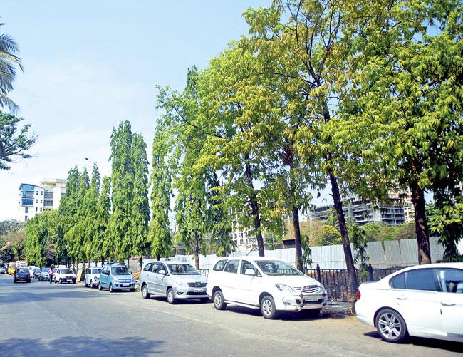 Opposing members of the Tree Authority demanded that the municipal commissioner make site visits to gauge the ecological impact of chopping the trees. Representational pic