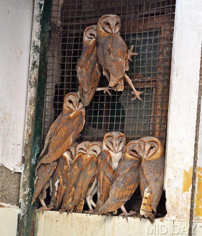 Seven full-grown bats, 25 parrots, 25 owls, 95 kites and nine sea birds have been taken to the Bombay Society for the Prevention of Cruelty to Animals (BSPCA) in Parel. Pics/Datta Kumbhar