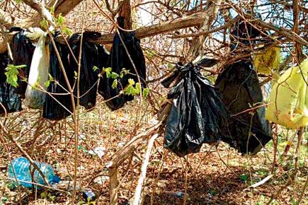 Bizarre! Dead cats found hanging from trees 