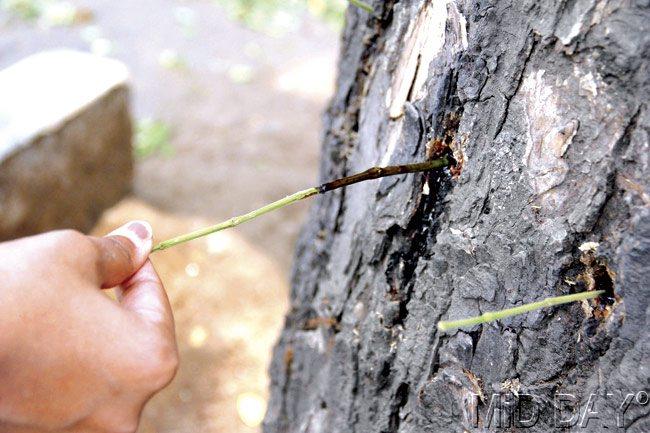 Ashtekar noticed that a rain tree near Kach Pada bus stop on Link Road, Malad (West) had lost all its leaves within 2-3 days and started dying. He alleges it was pumped with a chemical poison. Pic/Sameer Markande