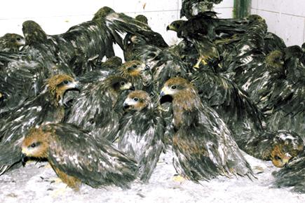 Mumbai man from whose home 191 birds and bats were rescued, slams forest department