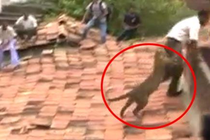 Caught on camera: Leopard strays into village, bites man on bottom