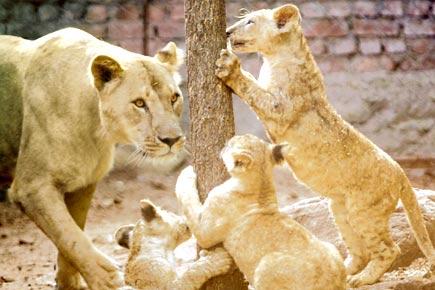 Mumbai: Lioness fights off only lion, refuses to mate