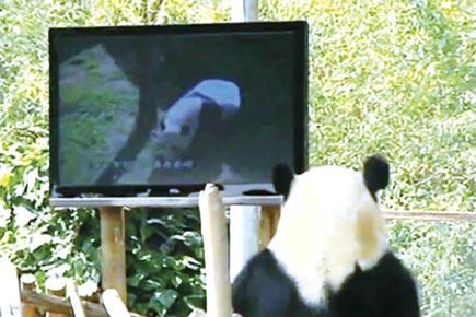 Zoo builds park for depressed panda