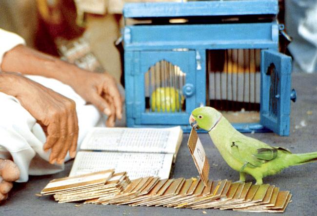 Parrots are vital in this whole election, with the country’s one million news channels and six newspapers running to them and asking them who’s going to win this election
