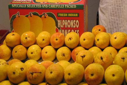 Indians upset as EU bans Alphonso mangoes, four vegetables from May 1