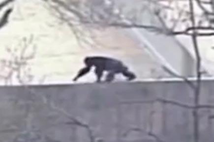 Chimps on the loose at Kansas City zoo