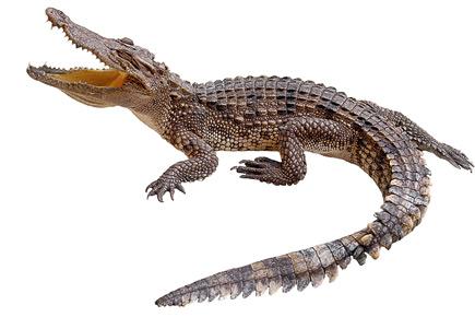 1,600 crocodile skins seized in China