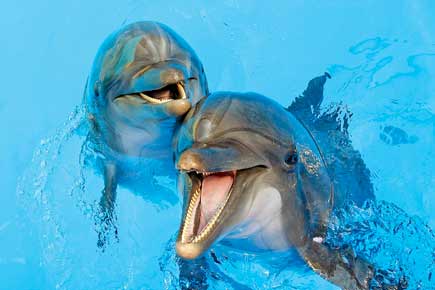 Dolphins in Ukraine also change nationalities, join Russian military