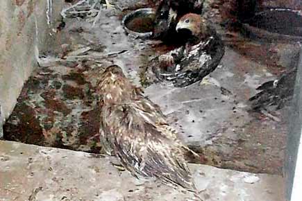 Flown into misery: Forest officials dump 95 injured kites at SGNP