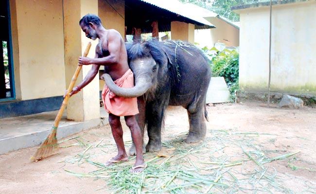 The mahout and playful baby elephant Ganga at Kodanad