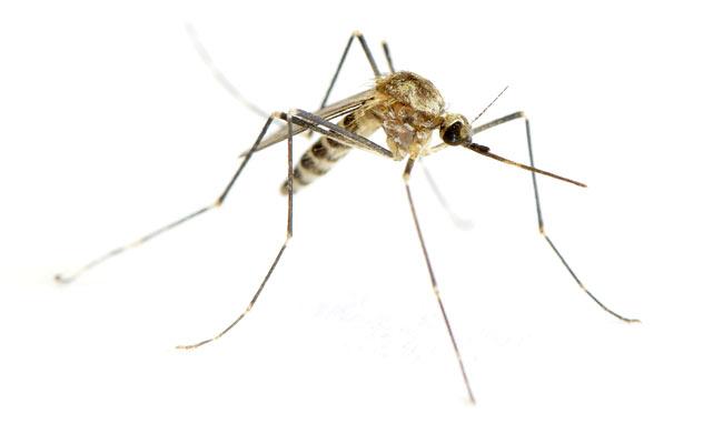 Indoor residual spray most effective malaria control step: WHO