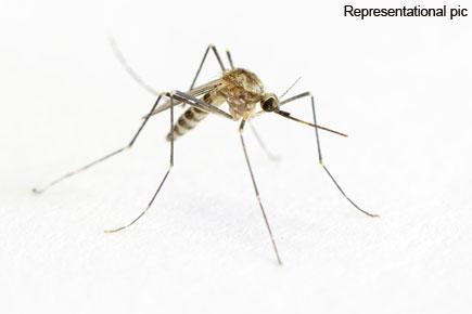 Revealed: Mosquitoes kill more people in 4 mins than sharks in a year