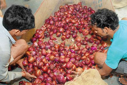 Onion traders: Unseasonal rains damaged crop