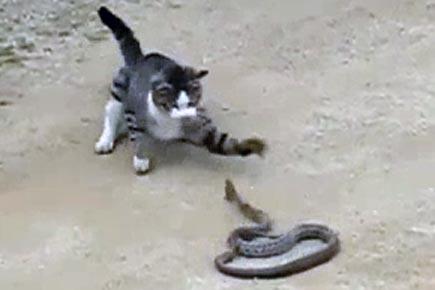 Incredible Video: Snake in cat's shadow