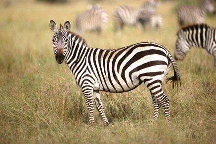 Revealed: How the Zebra got its stripes