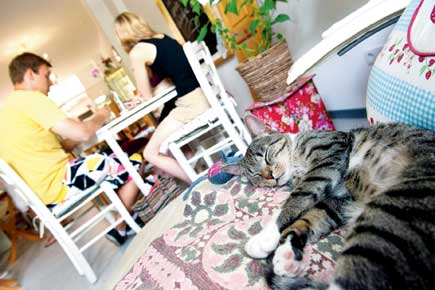 Cat heaven! Britain opens first cat cafe