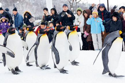 Japanese zoo makes obese penguins go on power walks