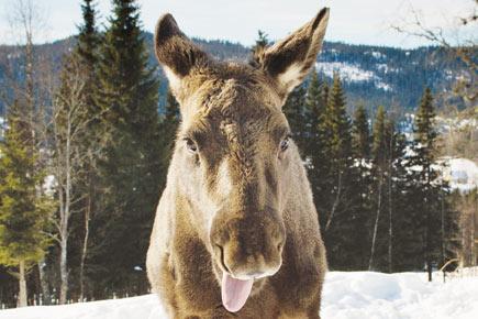 Canada offers tax breaks to promote moose sex