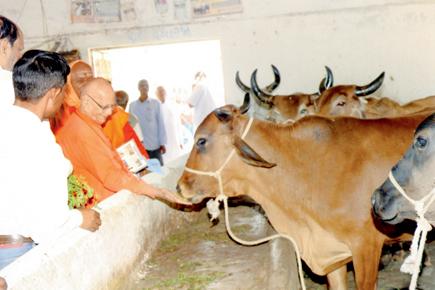 Man donates cows to school in tribal Gujarat, so kids get milk