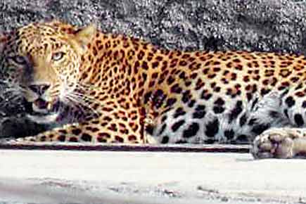 Leopard injures child, senior citizen