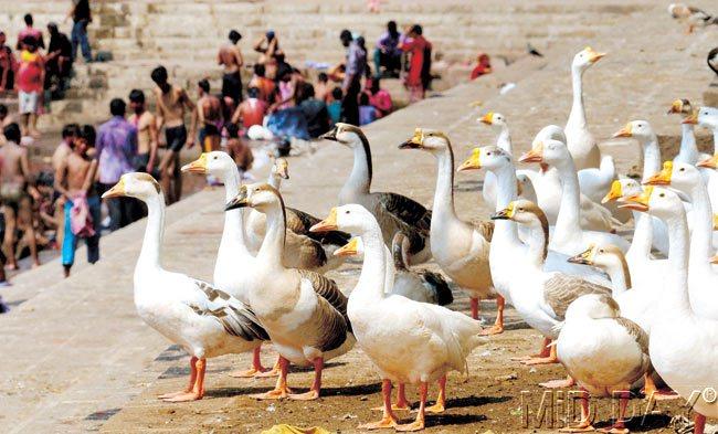 Ducks waiting out of the Banganga Tank as the water got coloured and dirty during this year’s Holi celebration, while people swim in the tank. Pic/Bipin Kokate