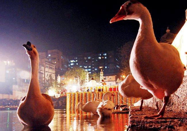 Ducks are a common sight at the Banganga Tank steps or in its waters