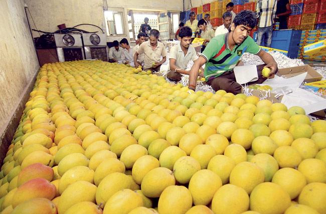 About 15,000 crates of mangoes are entering the APMC market, bringing down the price of the fruit. Traders claim that the increase in temperature has helped shorten the ripening period of the fruit, allowing a large produce to enter the market. Representation pic