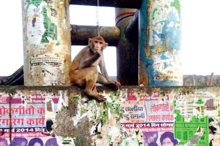 Monkey chained up for hours under Bandra skywalk with no food, water