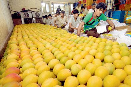 Why the arrival of mangoes has been delayed this year