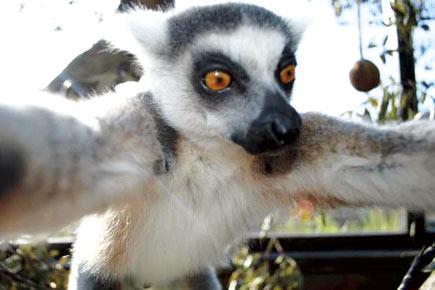 Lemur at London zoo jumps on the selfie bandwagon