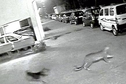 Mumbai's chase of the year: Stray dog chases leopard away