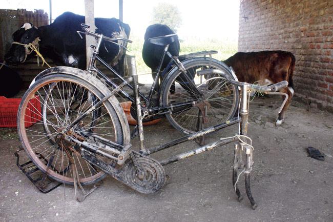 The abandoned remains of two tattered bicycles inside the cowshed of Jalinder Shivaji Meher