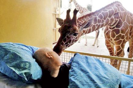TOUCHING: Dying zoo worker gets goodbye kiss from giraffe