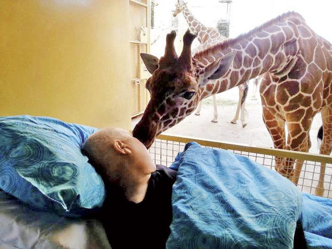 The touching moment the giraffe leaned over the rail and kissed the terminally ill worker at a Dutch zoo