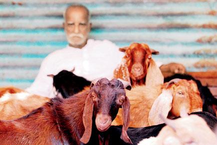 Holy cow! Man arrested for having sex with animals walks free