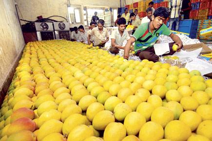 Feast on mangoes as heat brings down their price