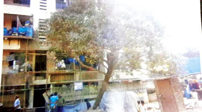 The mango tree being uprooted outside his Bandra Reclamation residence on March 5