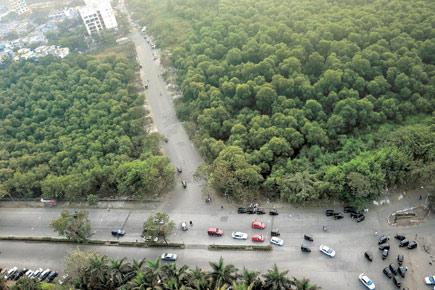 Sena demands heritage status for mangroves