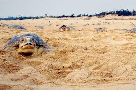 Now's the time to spot the elusive Olive Ridley sea turtles in India