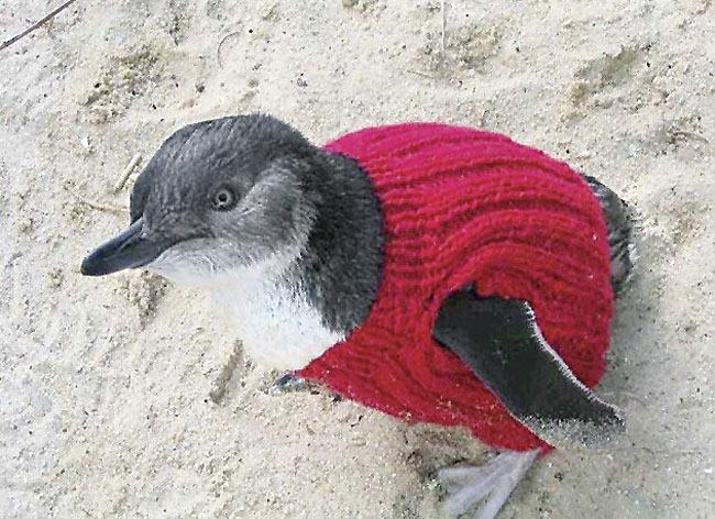 Keeping them warm and safe: The conservation group has asked knitters all over the world to make these little sweaters for these penguins and protect them from oil spills