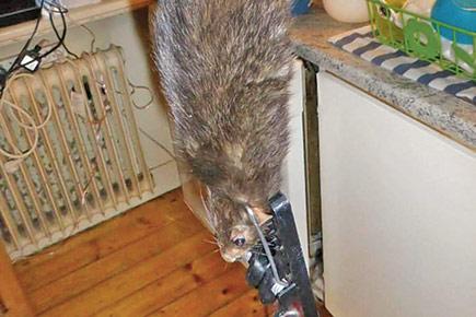 Ratzilla drives Swede family out of kitchen