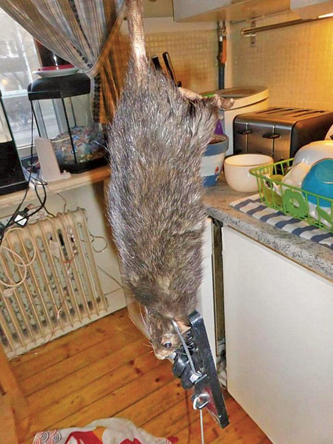 The gigantic rat made its way into the flat in north Stockholm by chewing through the wall