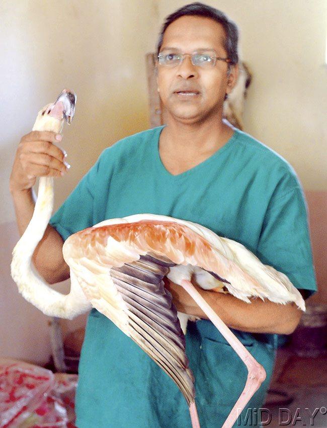 Dr Santosh Gaikwad has been working at the taxidermy centre since it was set up in 2009. He will be conducting the taxidermy of the flamingo. Pic/Nimesh Dave