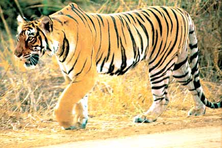 A walk on the wild side at the Ranthambore National Park