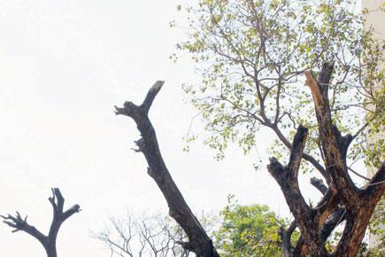 5 people sent to jail for a month for axing trees
