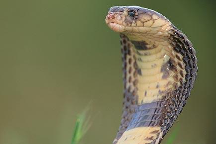 Man dies of snake bite in Rajasthan