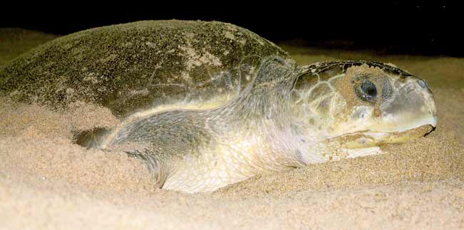 Olive Riddley sea turtles