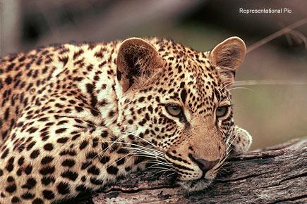 High drama as leopard enters village in north Mumbai