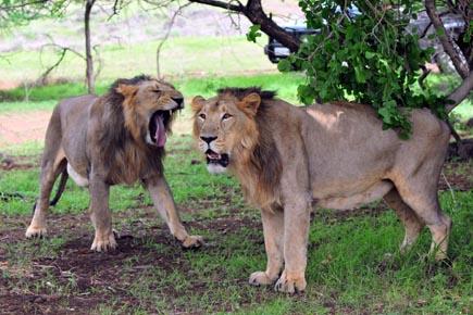 Copenhagen Zoo kills four healthy lions